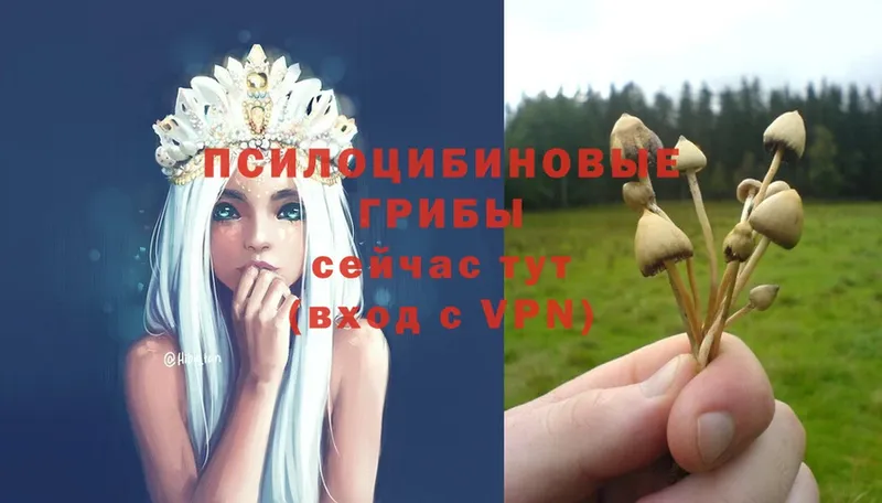 Псилоцибиновые грибы MAGIC MUSHROOMS  купить закладку  Павловский Посад 